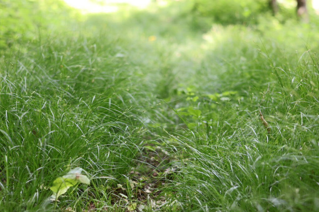 Weg im hohen taunassen Gras