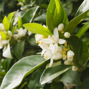 Orangenblüte