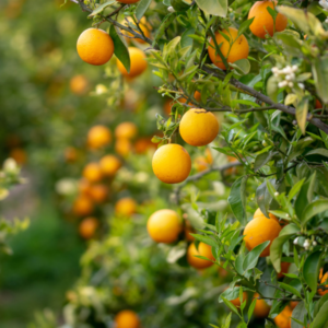 Orangenplantage