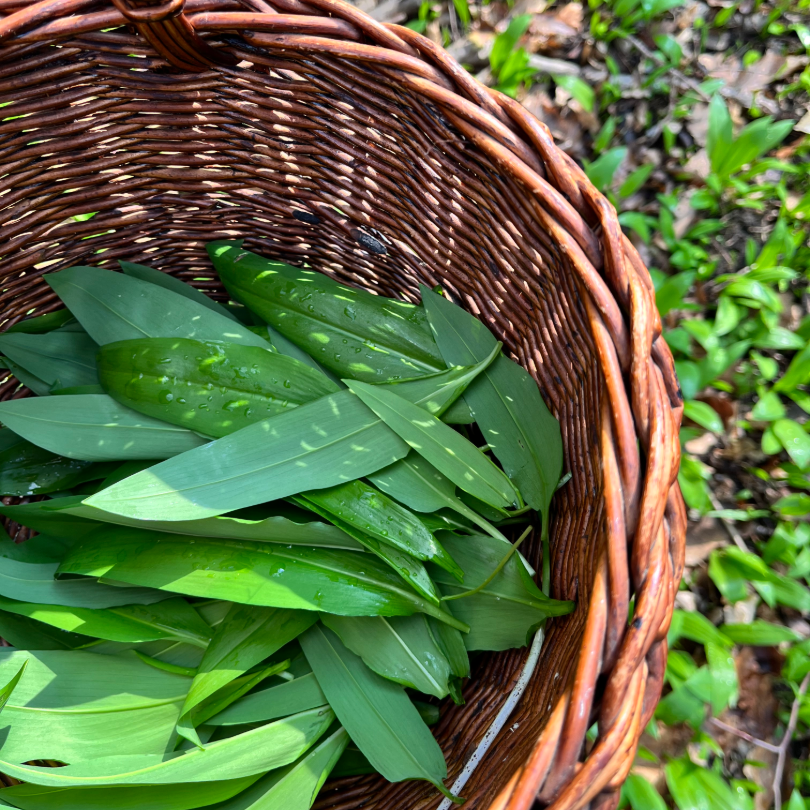 Bärlauch sammeln im Wald mit Korb