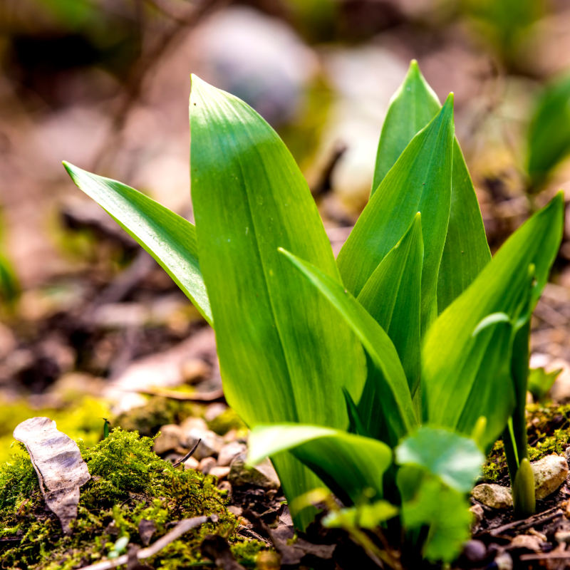 Bärlauch im Wald auf moosigen Untergrund