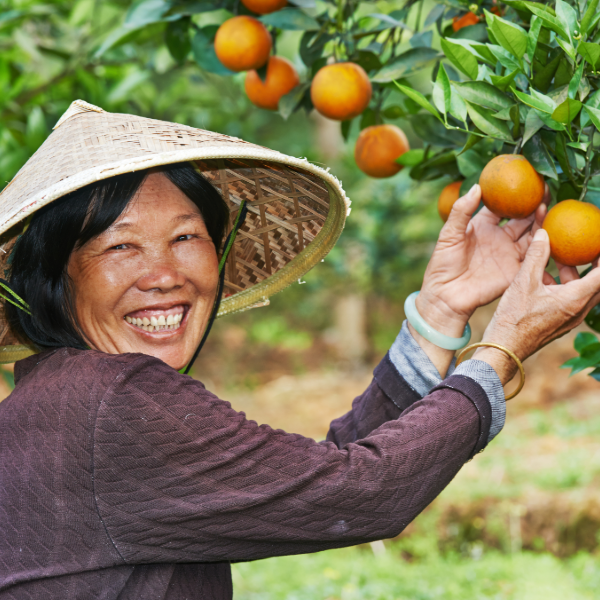 Orangenernte China mit Frau die Orangen plückt