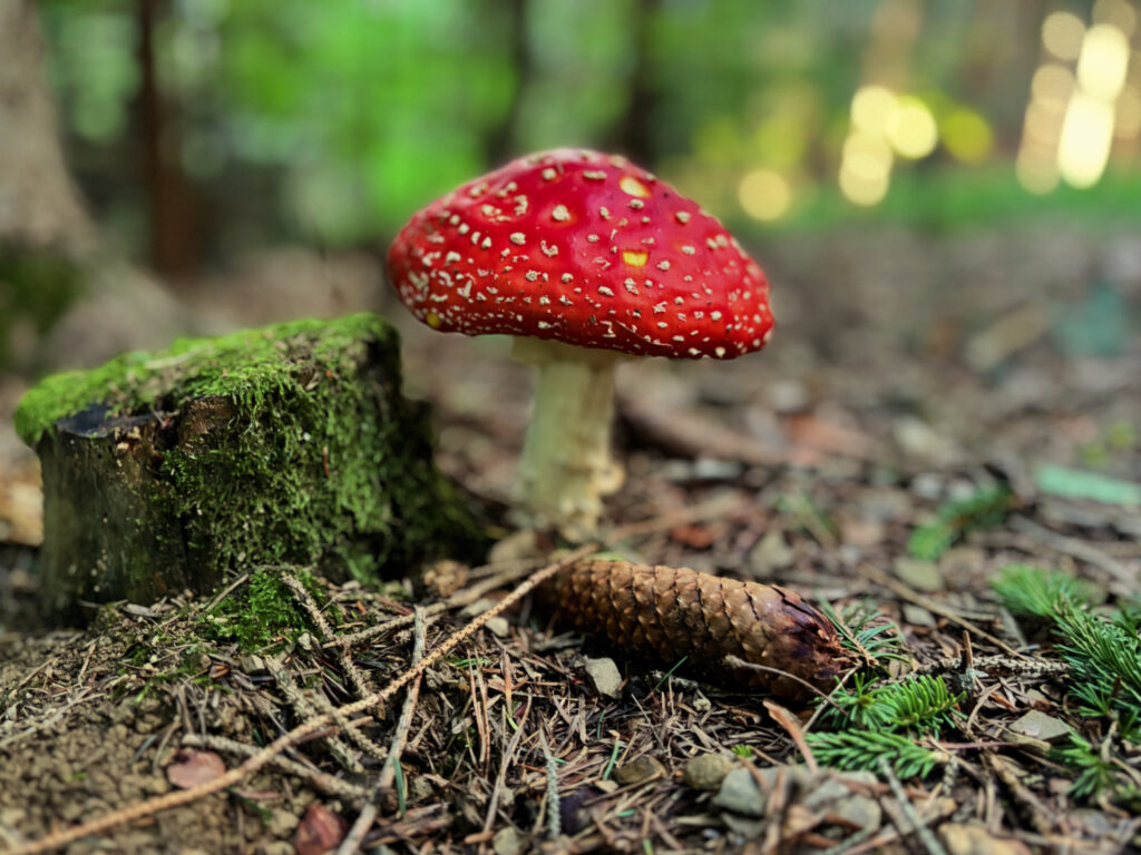 Fliegenpilz