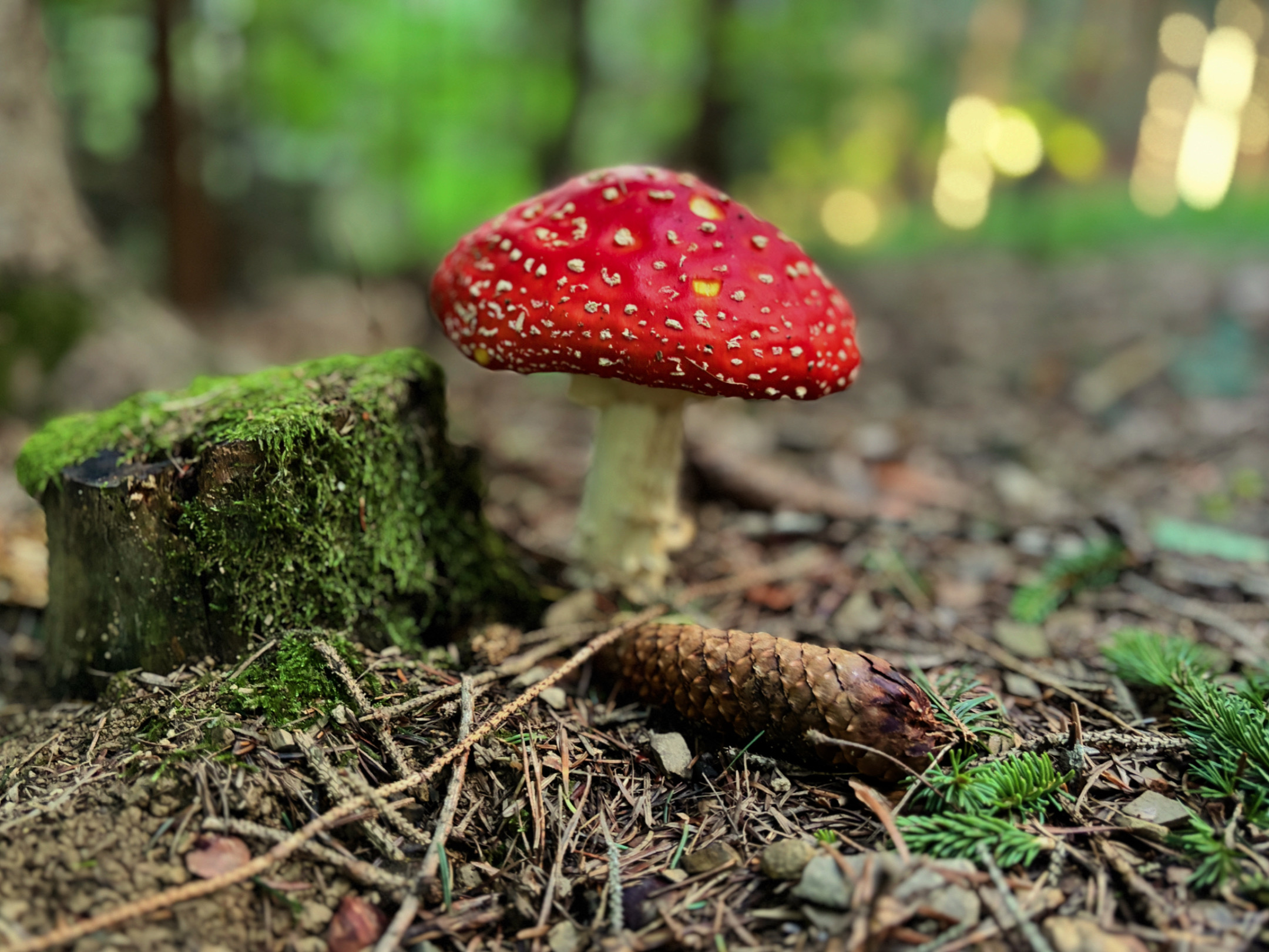 Fliegenpilz