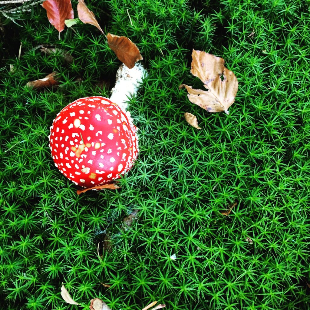 Fliegenpilz im Moos, Foto: Soilitude