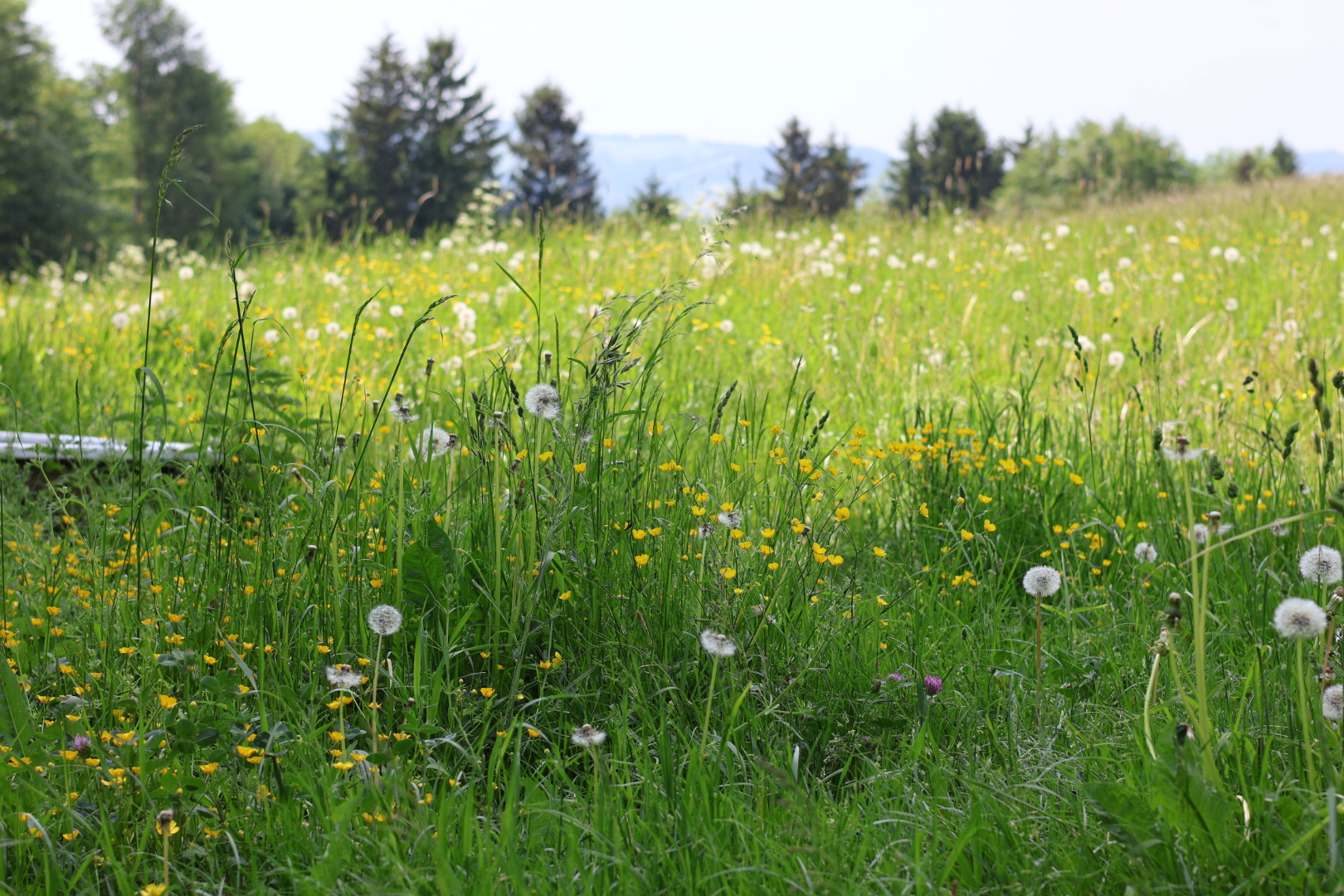 Sommerwiese